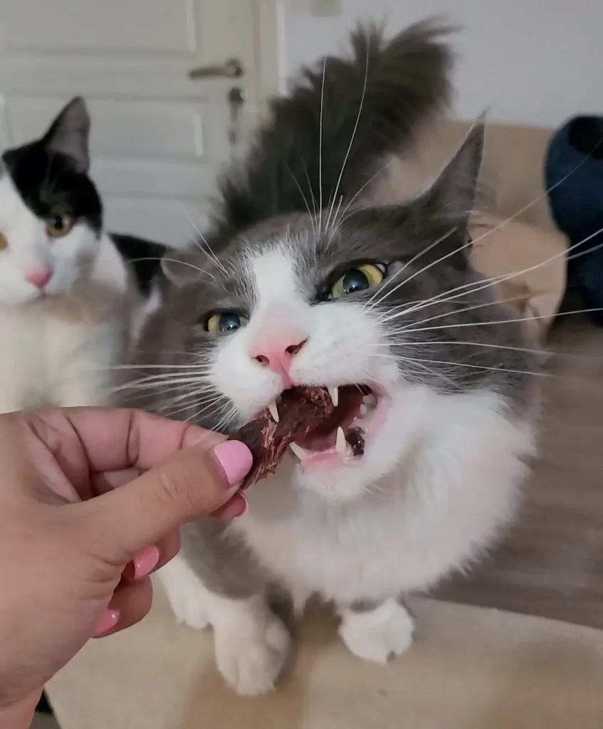 Emprendedores crearon una línea de snacks saludables para mascotas