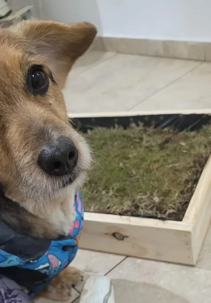 Emprendedora encontró la solución para muchos mascoteros